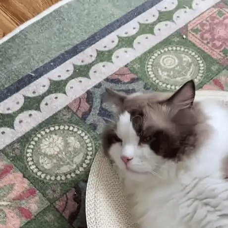 A cat lying in the bowl being scratched under the chin